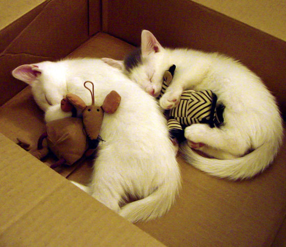 开云体育登录-布克三分如雨浇灭青岛反扑，广东队客场力克对手迎连胜