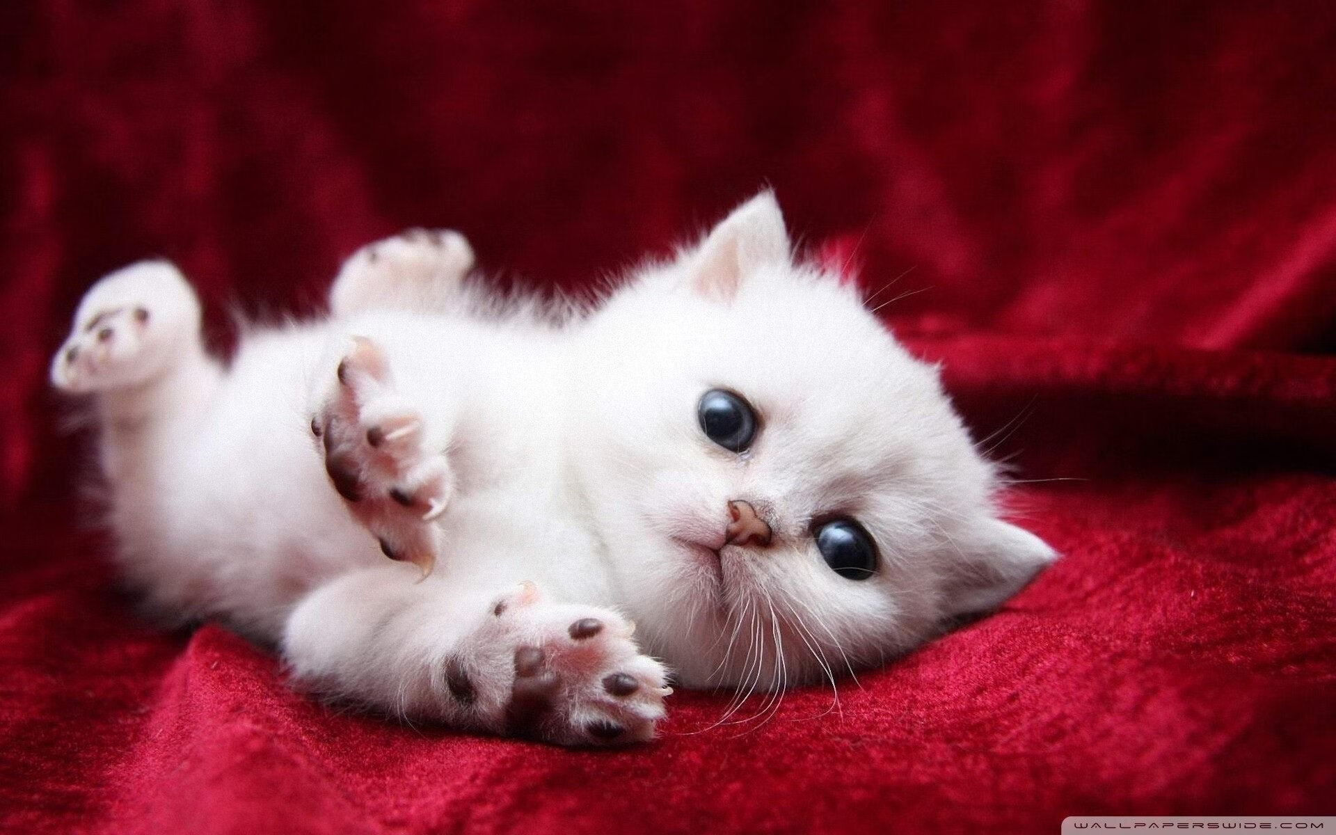 羽坛惊雷！马来西亚横扫法国夺杯，华裔名将郑思维关键制胜点燃全民狂欢