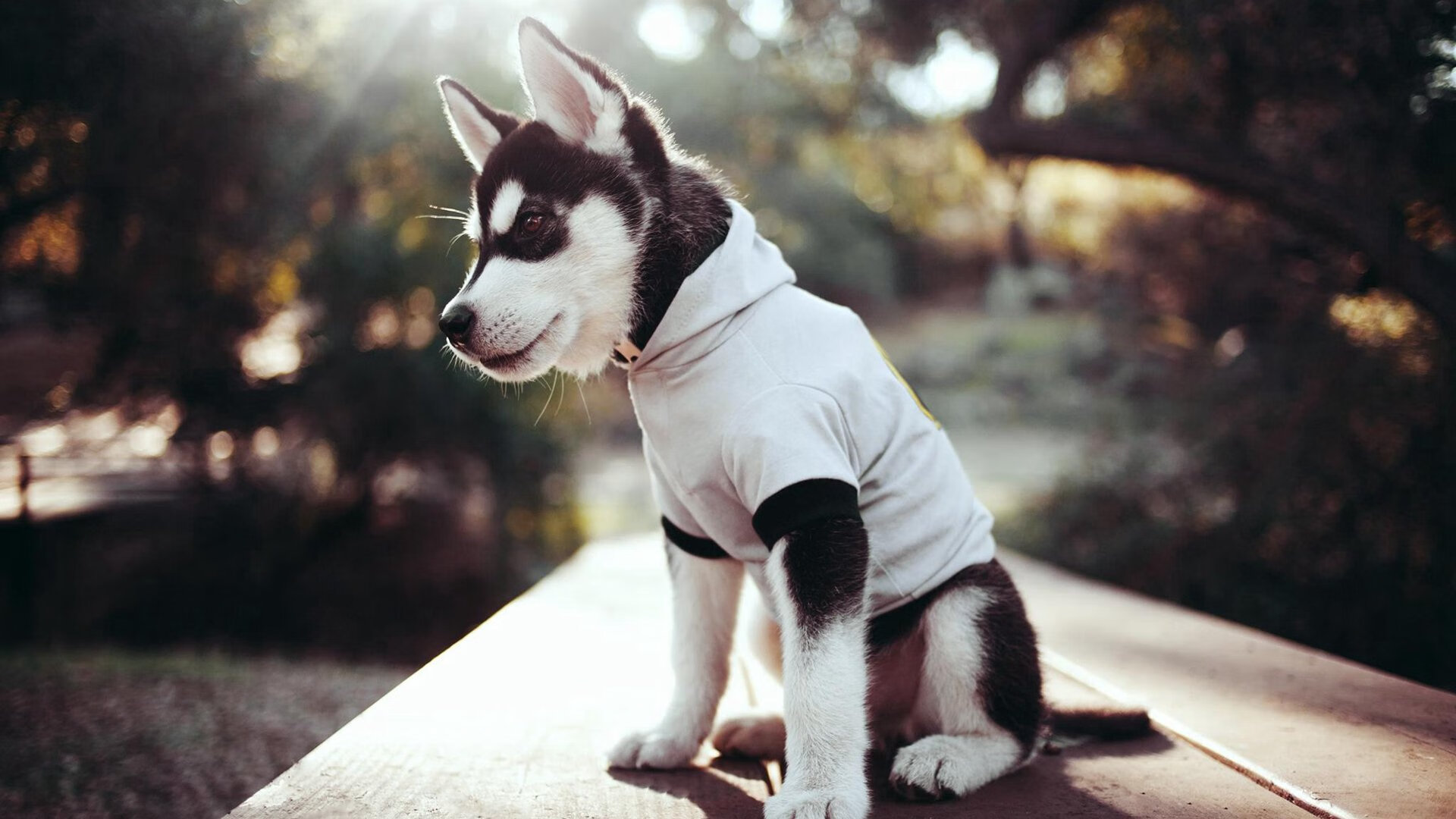 开云sport-绝境与光芒，林高远孤星破夜，照亮被碾压的中国队