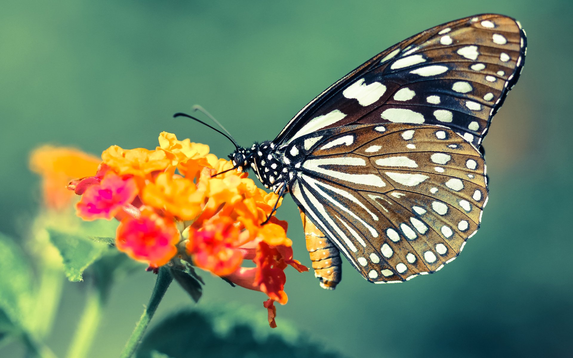 开云体育APP下载-风暴中心的节拍器，利拉德如何将火箭与黄蜂的对决谱成个人交响