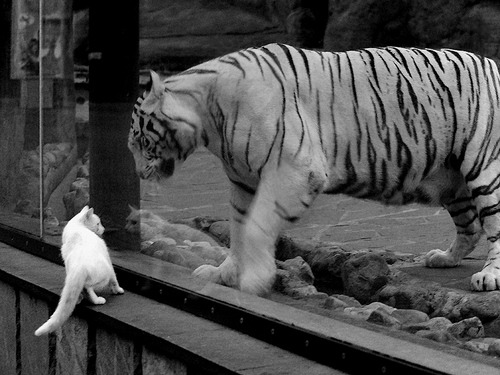 开云体育app-钢铁之躯，烈焰之心，NBA季后赛之夜，小贾伦·杰克逊的自我救赎