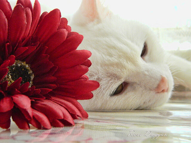 铁幕与利刃,楚阿梅尼在尤文对阵皇马中,如何以持续杀伤重写中场法则