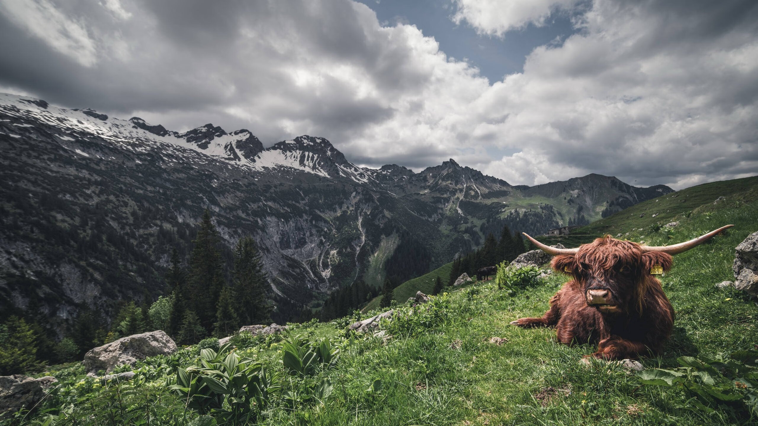 开云体育平台APP-中场节拍器，卡塞米罗如何以攻防转换的艺术，谱写雷恩对阵皇马的胜负乐章