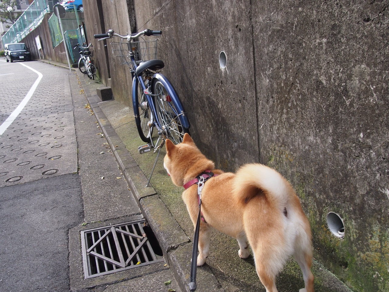 当夜晚吞噬赛道,新王在灯光下诞生