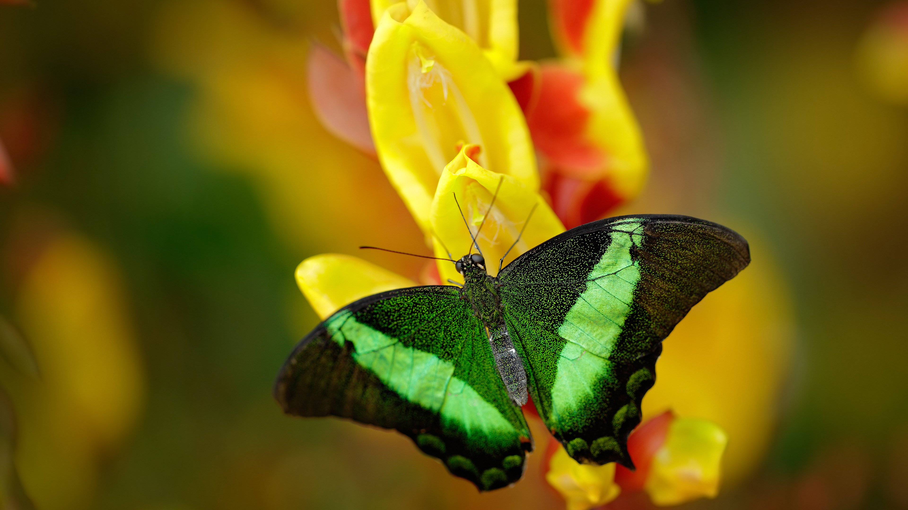 2026世界杯焦点战，澳大利亚如何强行终结苏格兰的野心？