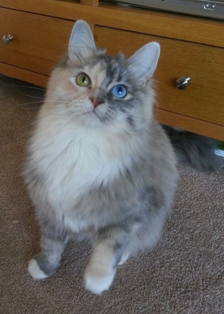 独步欧陆，当比利时飓风席卷圣马梅斯，德布劳内铸就唯一传奇