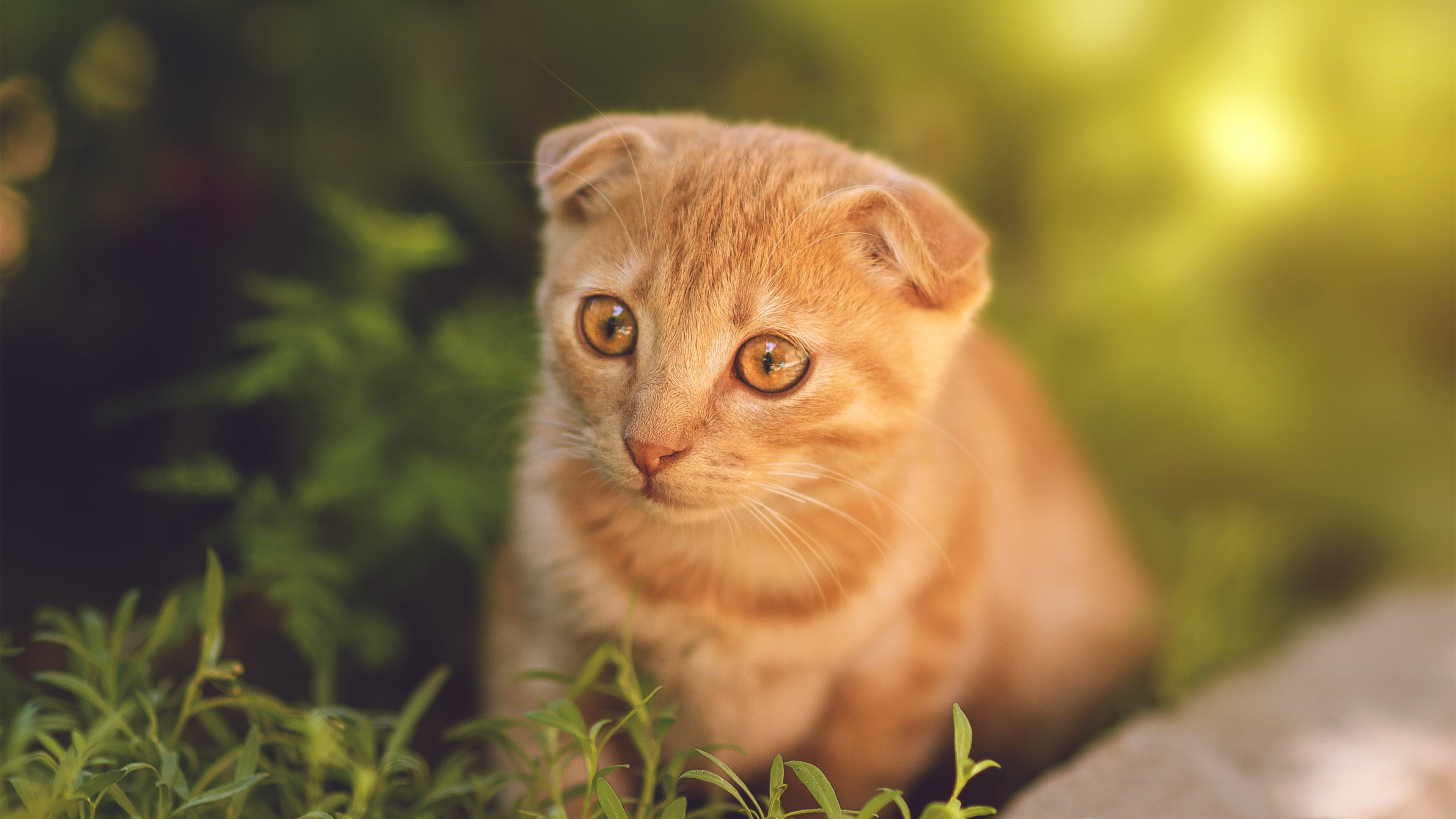 开云体育在线-哈利伯顿撕裂防线，篮网铁桶阵冻结山西