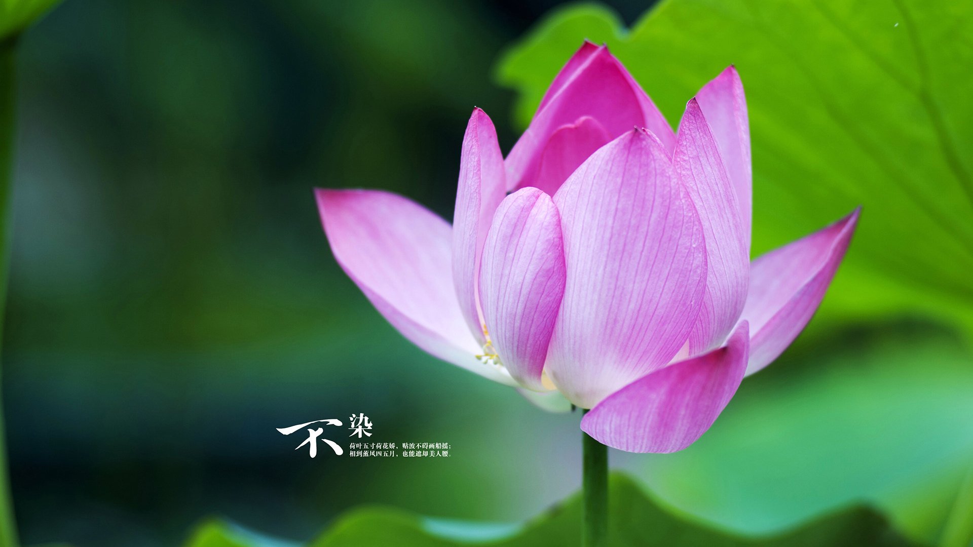 夜幕下的决胜者,布鲁诺末节接管拜仁对阵马赛之战