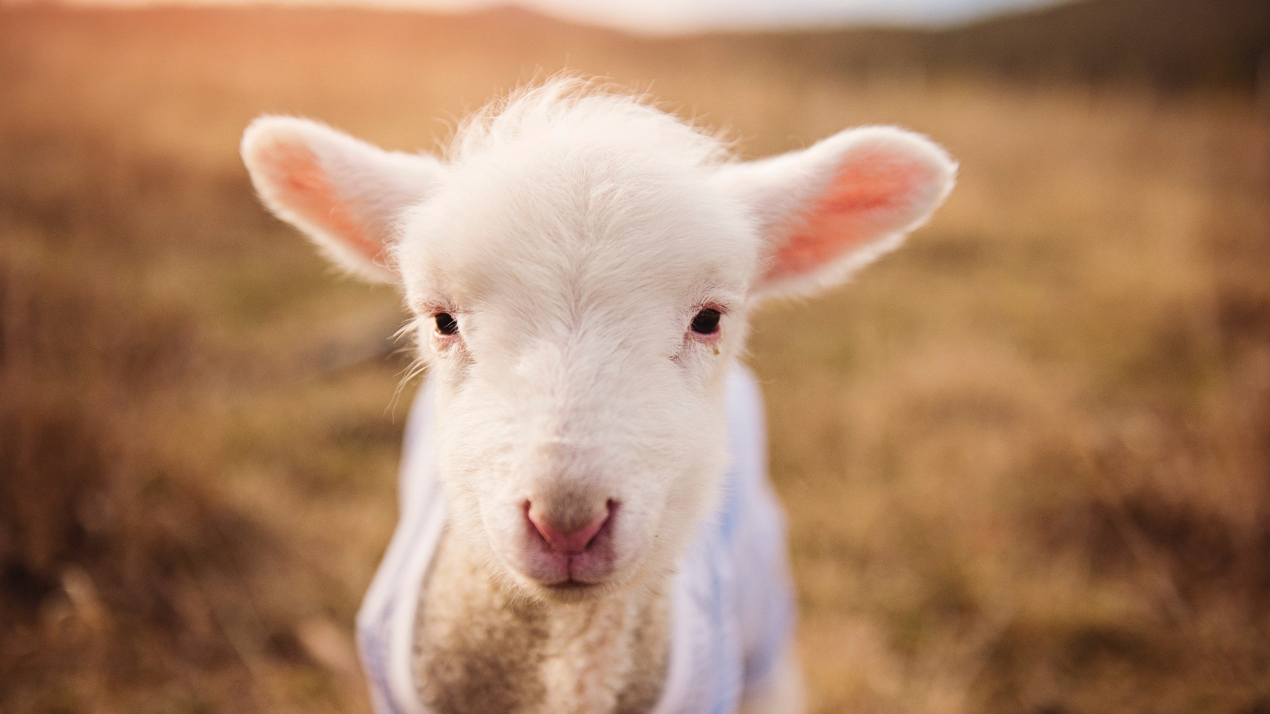 铁幕终结者,奥利维耶一箭穿心,澳大利亚撕碎比利时防线