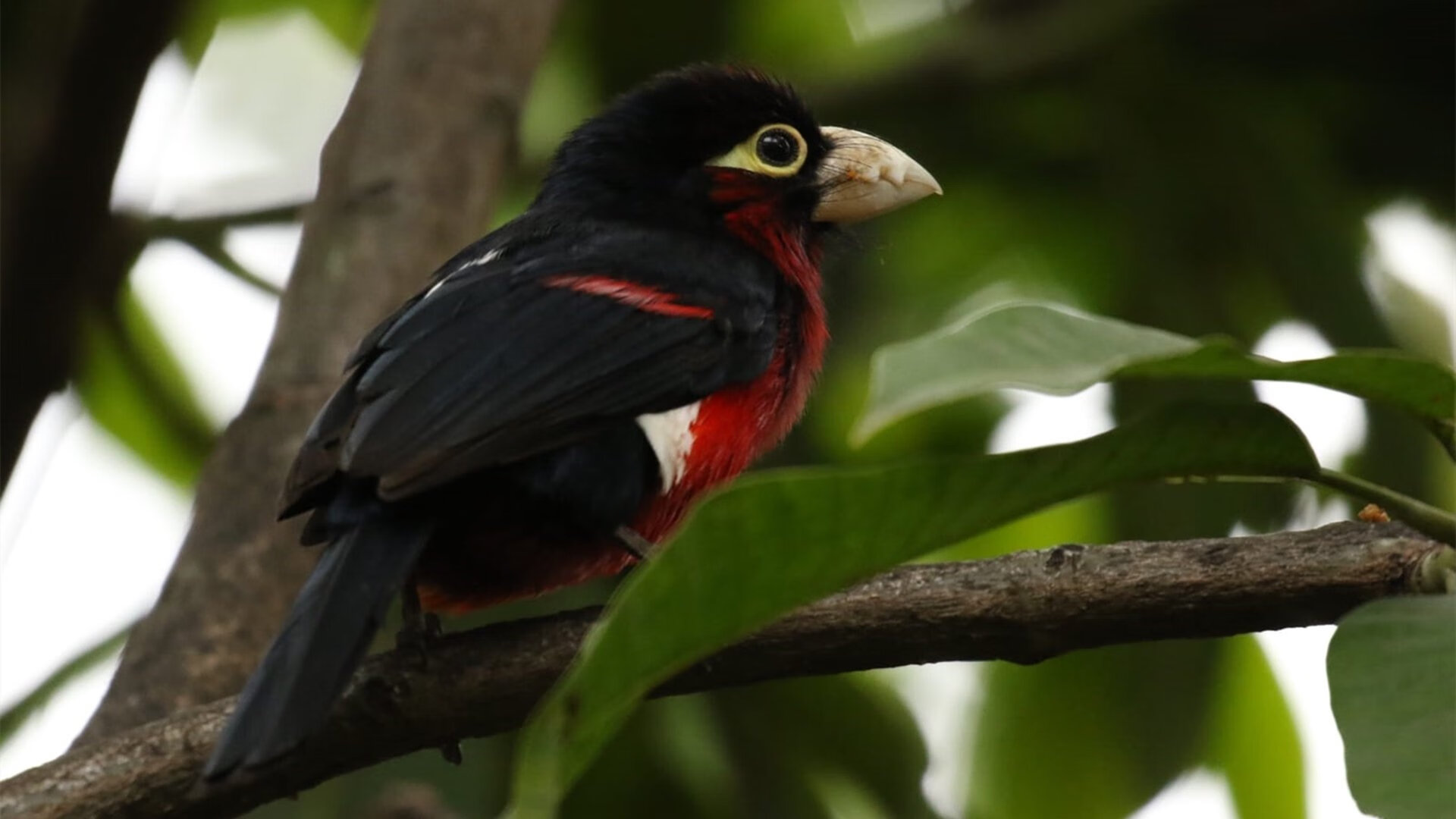 虹膜之环,药厂咆哮,特奥双响撕碎圣马梅斯信仰