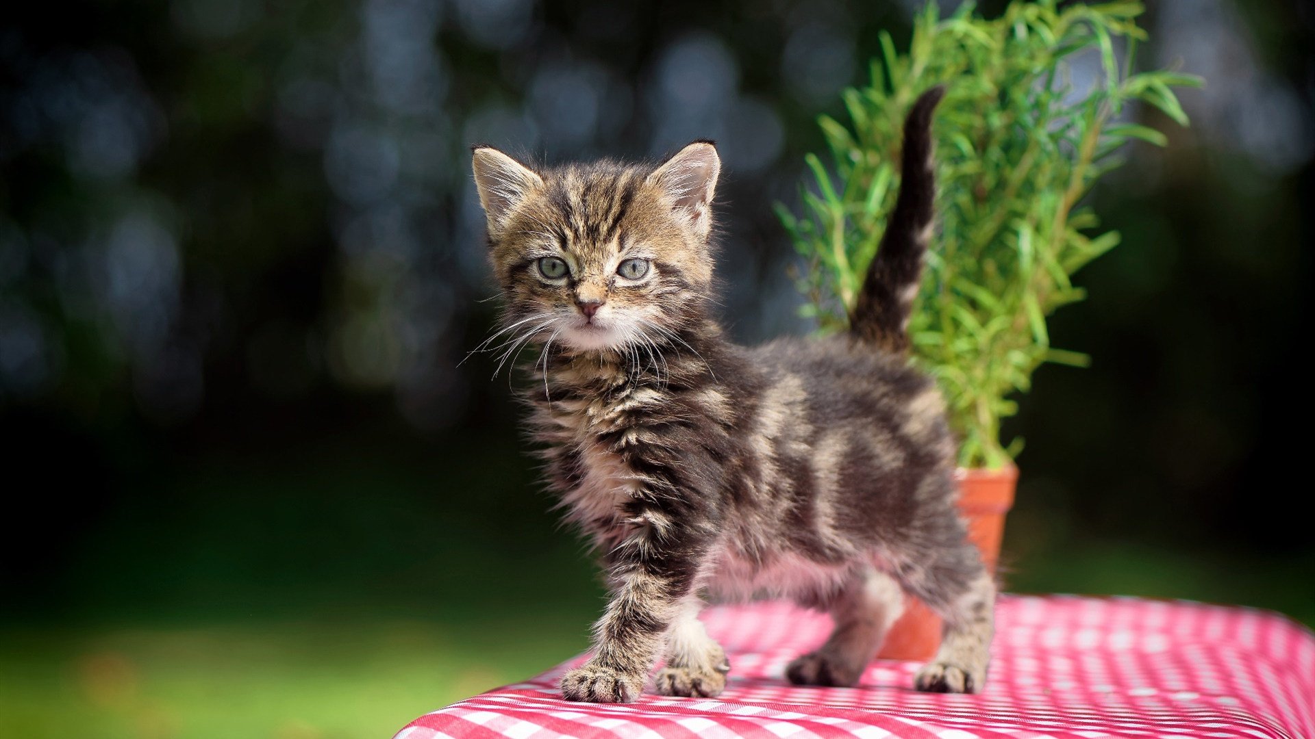 收鞘之剑，欧文抢七夜的无声锋芒