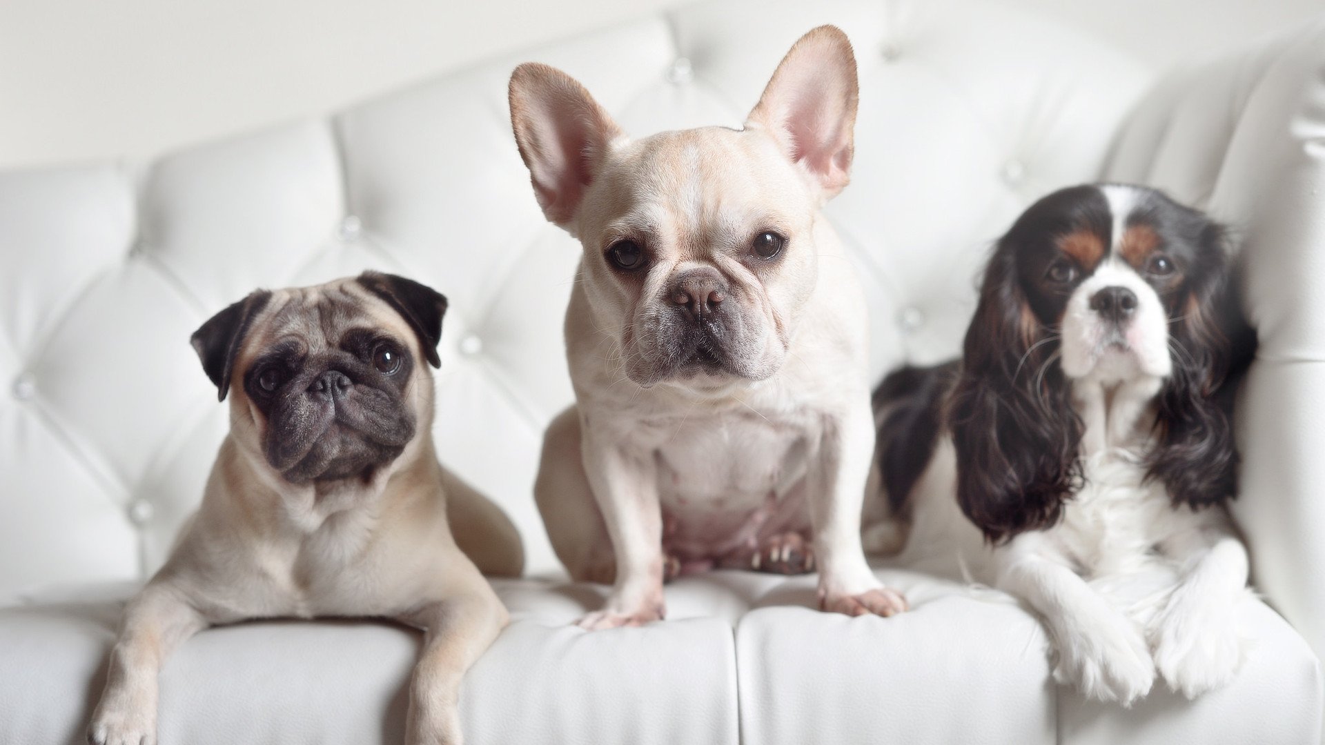 开云体育在线-胜利之路，玻利维亚如何在悬崖边力克宿敌秘鲁，赢得年度焦点之战