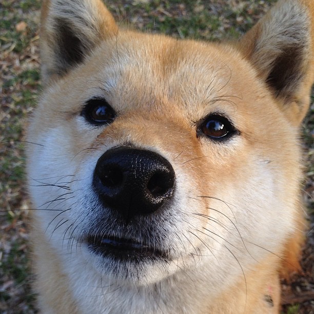 神祇与陨石,当C罗扛起葡萄牙,洪都拉斯碾过德国战车