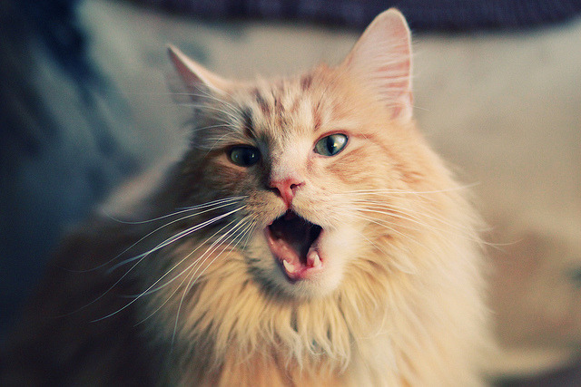 终点线前的国家,当克罗地亚在街道赛提前终结威尔士的悬念