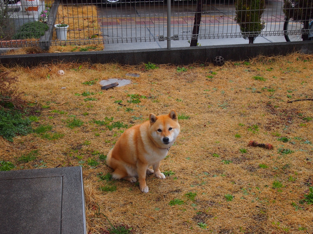 格鲁吉亚魔法师封神！克瓦拉茨赫利亚一箭穿心助皇家社会欧战逆袭