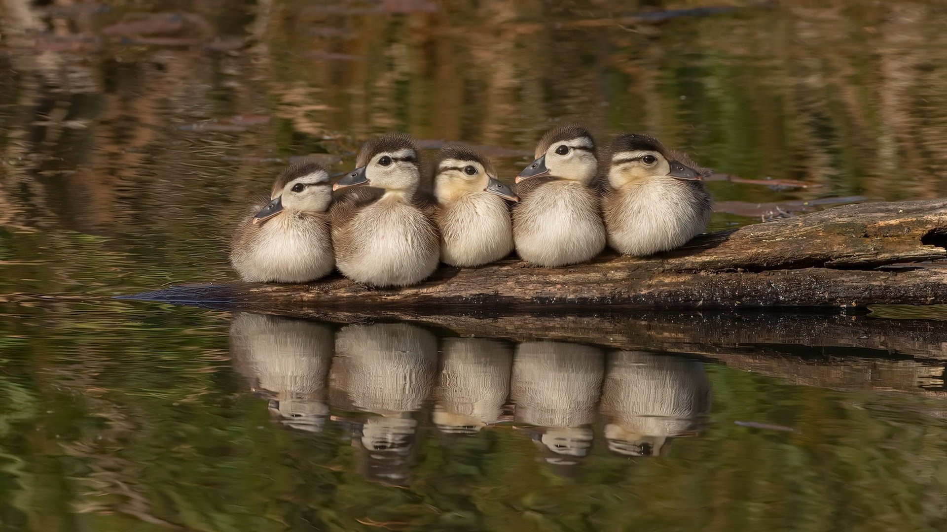 开云体育入口-一次未发生的踏平，当德布劳内为委内瑞拉助攻