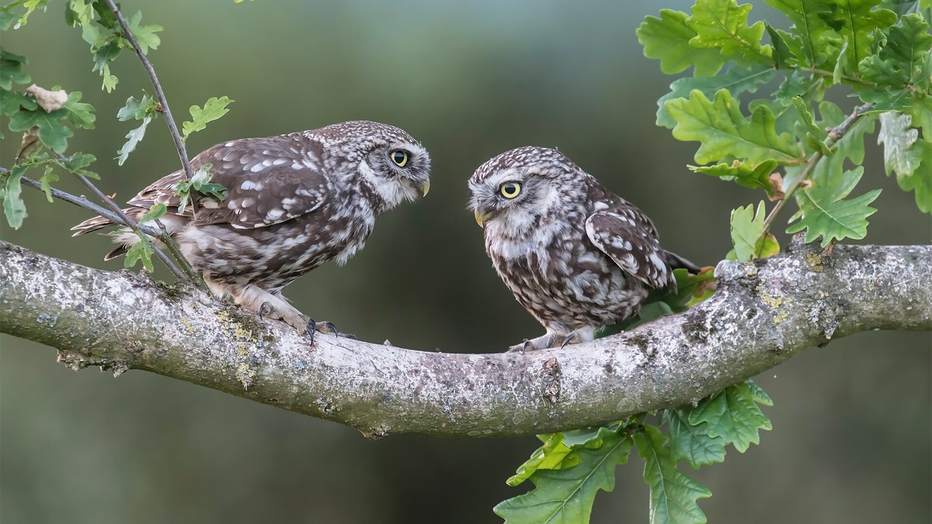开云体育在线-冰封北境，烈火燎原—小贾伦末节统治时刻率吉林双杀老鹰