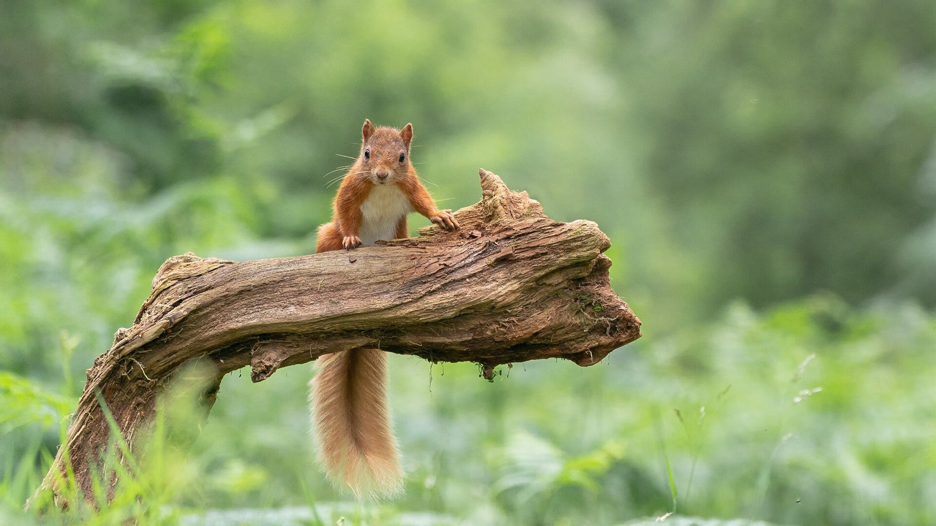 开云体育在线-东方巨龙与欧洲魔术师，广东横扫猛龙，约基奇欧冠封神