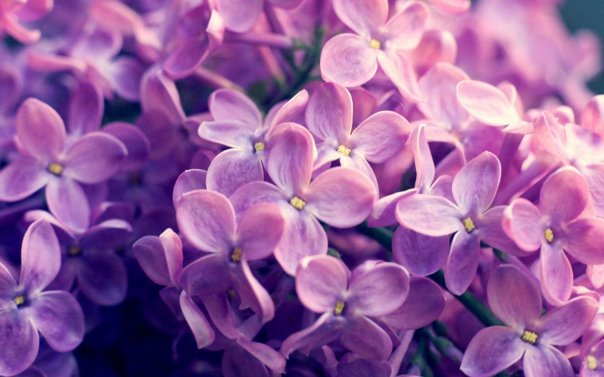 开云体育平台APP-当莱奥爆发点燃圣西罗，皇家社会在巴斯克爆冷献上团队足球的冷静诗篇