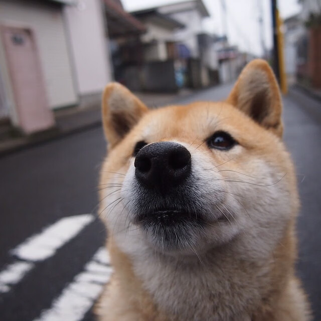 跨洋火种，塔图姆单骑难救主，吉林团队篮球的东方启示