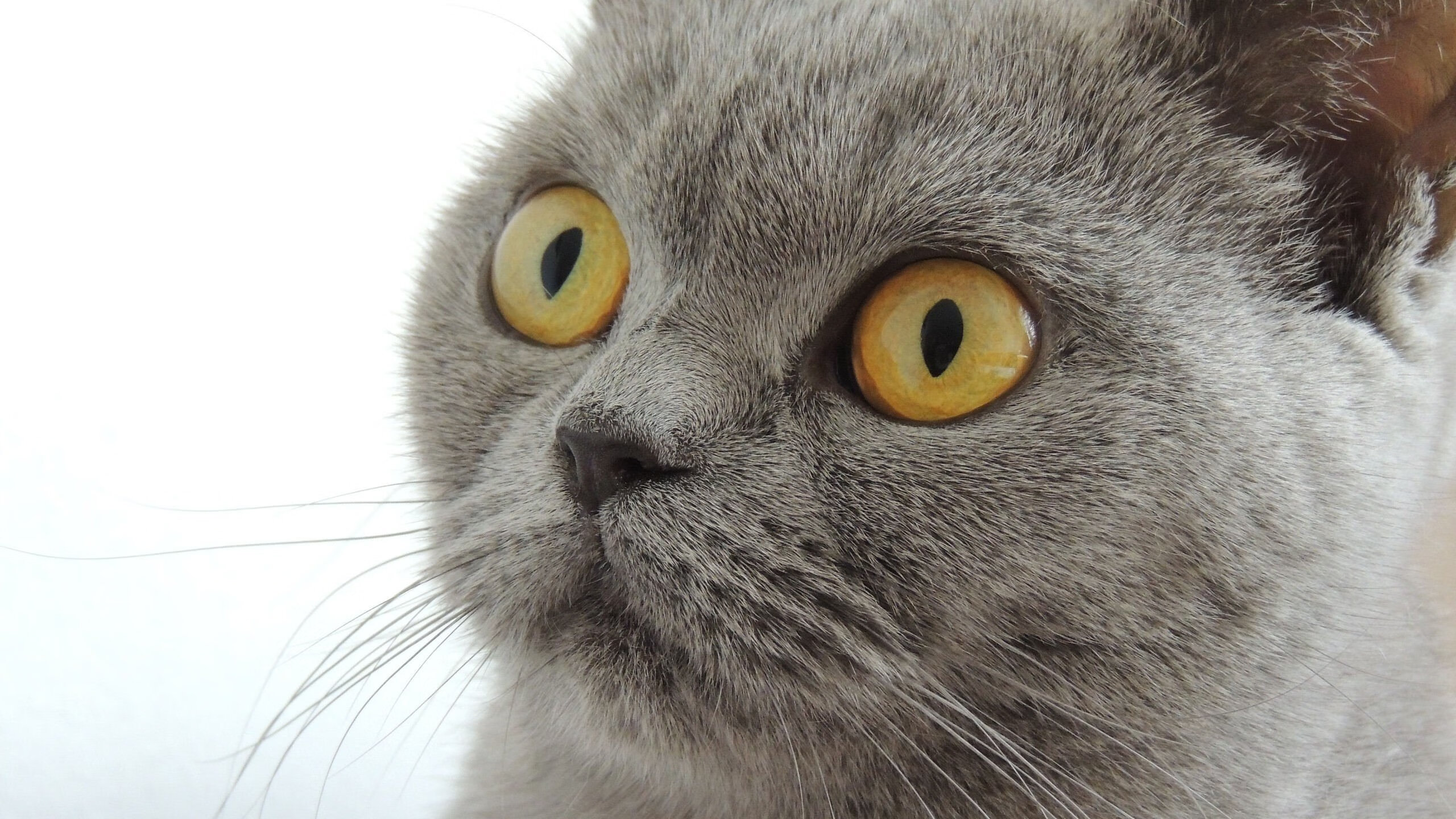 赛道与绿茵的交响，萨拉赫的双线超车之夜