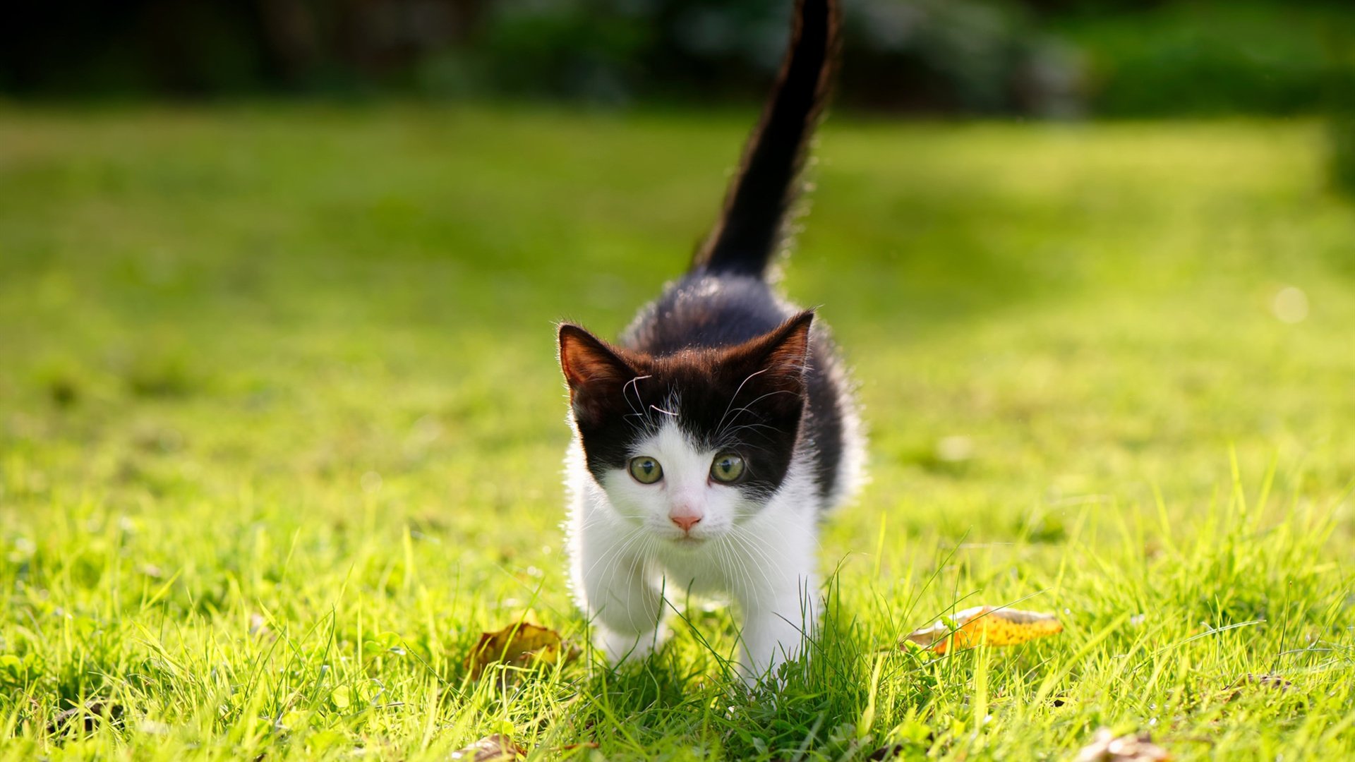 从罪人到救世主，西决生死夜，德里赫特的救赎之路